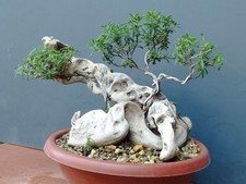 Bonsai rorsmarino selvatico usato  Pagani