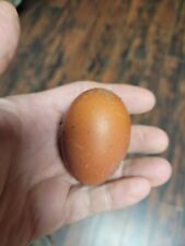 Black copper marans for sale  Columbia