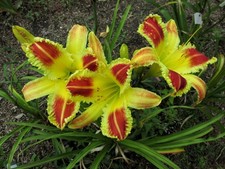 Taglilie daylily hemerocallis gebraucht kaufen  Kreuztal