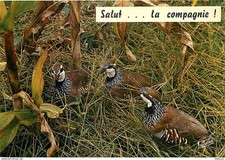 Animals birds red d'occasion  Expédié en Belgium
