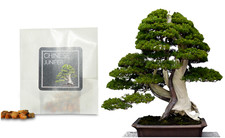 Chinese juniper bonsai for sale  HENLEY-IN-ARDEN