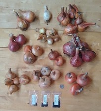 Potato onion seeds for sale  Reading