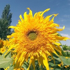 Girasole astro sole usato  San Biagio di Callalta