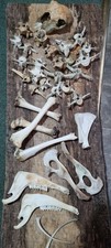 Mixed sheep bones for sale  ULVERSTON