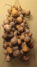 Primitivo racimo hecho a mano colgante calabazas secas otoño artesano clavija estante grande segunda mano  Embacar hacia Mexico