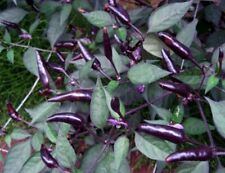 Hot chilli pepper for sale  SALISBURY