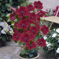 Patio clematis nubia for sale  PETERBOROUGH