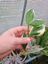 Hoya polyneura variegated for sale  BOSTON