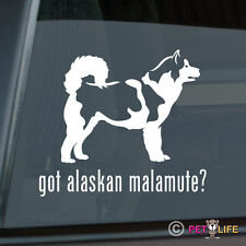 Got alaskan malamute for sale  USA