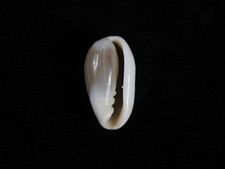 Usado, Sea Shell Volvarina angustata 24mm ID#9414 comprar usado Usado, Sea Shell Volvarina angustata 24mm ID#9414 comprar usado  Enviando para Brazil