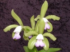 Profumo orchidea cattleya usato  Spedire a Italy