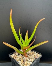 Aloe arborescens candelabra for sale  Marana