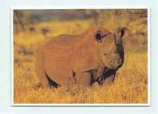 Afrikanisches spitzmaulnashorn gebraucht kaufen  Menden (Sauerland)