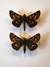 French chequered skipper for sale  CHORLEY