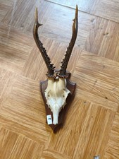 Rehbock trophäe holzschild gebraucht kaufen  Töging a.Inn