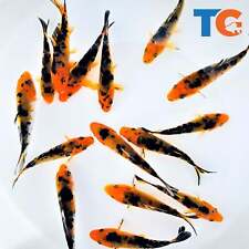 Red black koi for sale  Martinsville