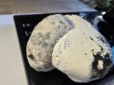 Seeigel kronenigel rar gebraucht kaufen  Elmenhorst