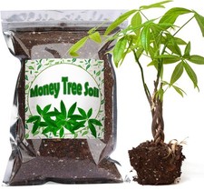 Organic money tree for sale  New York