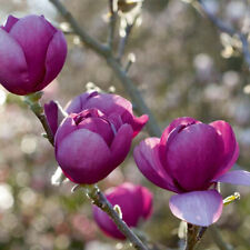 Magnolia black tulip for sale  HORSHAM