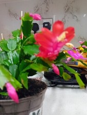 Red christmas cactus for sale  BARKING