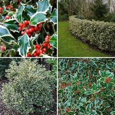 Holly bush plant for sale  LEICESTER