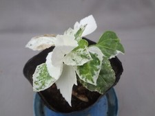 Fatsia japonica tsumugi for sale  USA