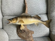 Walleye taxidermy mount for sale  Monee