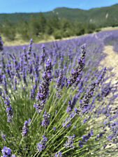 French lavender provence for sale  Gate City