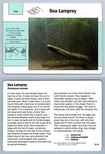 Sea lamprey 13.15 for sale  SLEAFORD