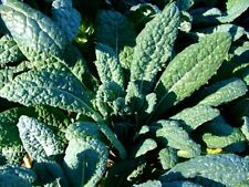 Lacinato kale seeds for sale  Deltona