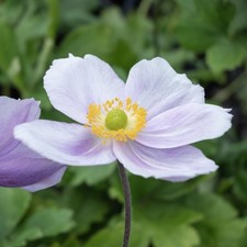 Anemone regal swan for sale  UK