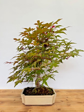 Bonsai acer palmatum gebraucht kaufen  Böhl-Iggelheim