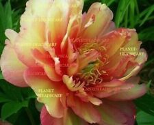 Peony julia rose for sale  OSWESTRY