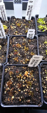 Venus flytrap wtw for sale  Lorton