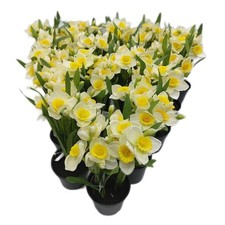 Narzissen kunstblume deko gebraucht kaufen  Schwarzenberg