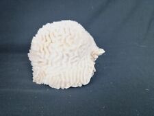 Coquillage collection corail d'occasion  Bazas