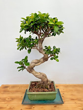 Bonsai ficus microcarpa gebraucht kaufen  Böhl-Iggelheim