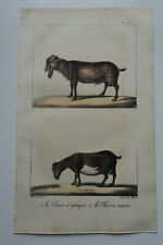 Lithographie 1825 motte d'occasion  Brioude