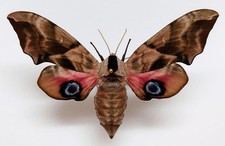 Smerinthus ocellatus sphinx d'occasion  Blagnac