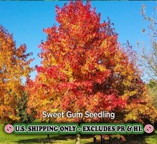 Sweetgum quart live for sale  Mcminnville