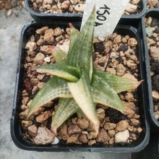 Haworthia tassellata emerald usato  Porto Cesareo