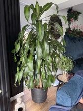 Tall corn house for sale  STOCKPORT