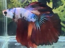 Male multicolour halfmoon for sale  COVENTRY