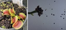 Semi dionaea muscipula usato  Grumo Appula