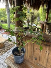 Surinam cherry fruit for sale  Merritt Island