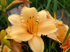 Apricot sparkles daylily for sale  Fairview
