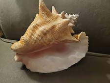 Natural queen conch for sale  Omaha