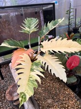 1701kb philodendron marble gebraucht kaufen  Dettingen an der Erms