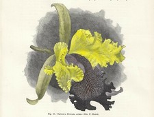Orchidea cattleya dowiana usato  Lecco