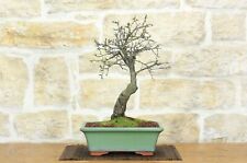 Bonsai prugnolo usato  Giovinazzo